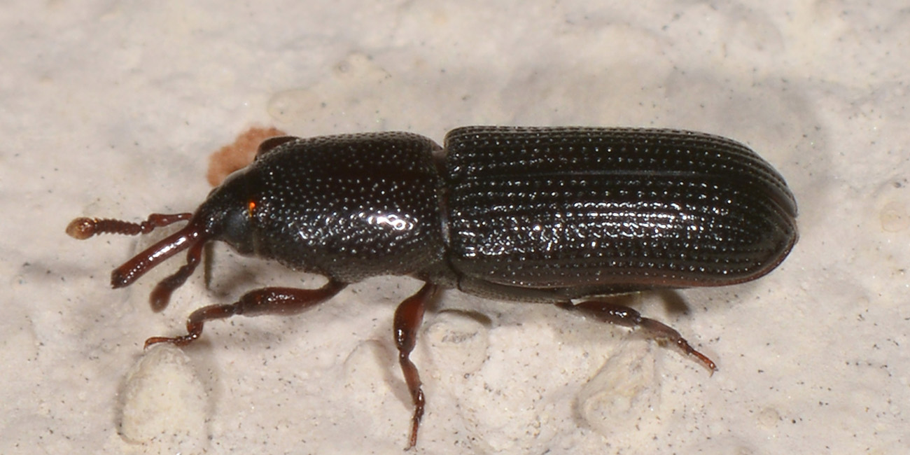 Curculionidae: Mesites cunipes, femmina